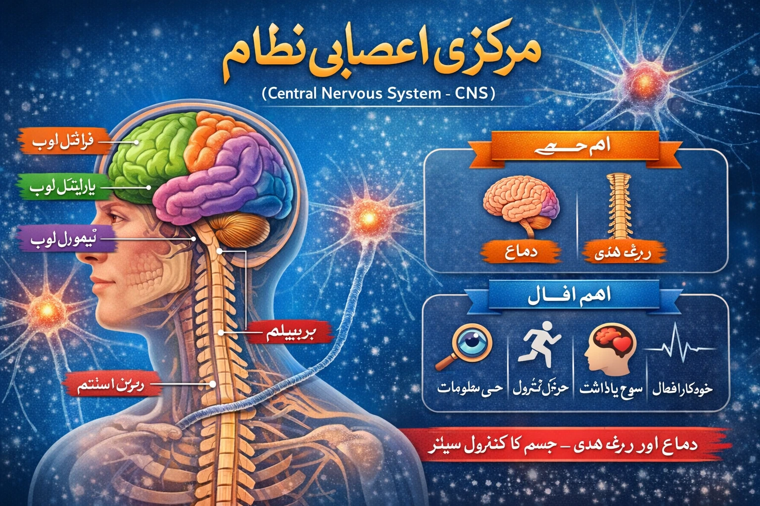 CNS